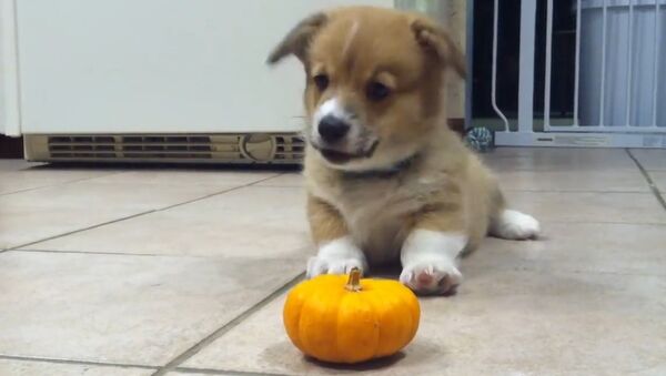 Corgi Puppy Can't Deal With Mini Pumpkin - Sputnik International