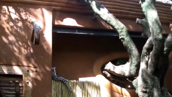 Lemur plays it cool after falling out of tree - Sputnik International