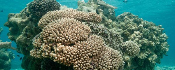 Coral reef, Shark Island lagoon, French Frigate Shoals. - Sputnik International