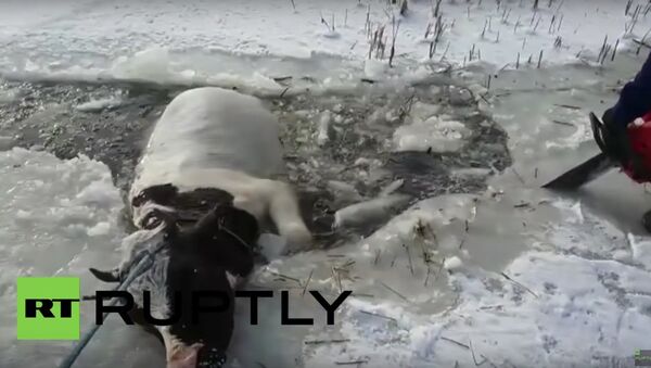 Russia: Rescuers use chainsaw to help free trapped cow from ice - Sputnik International