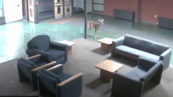 Deer Crashes Through Window Into Augustana College Building. - Sputnik International