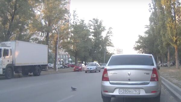 Pigeon Provokes Triple Traffic Accident - Sputnik International