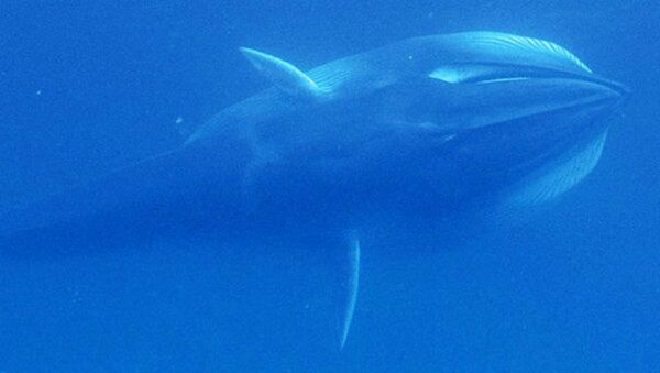 Omura's whale - Sputnik International