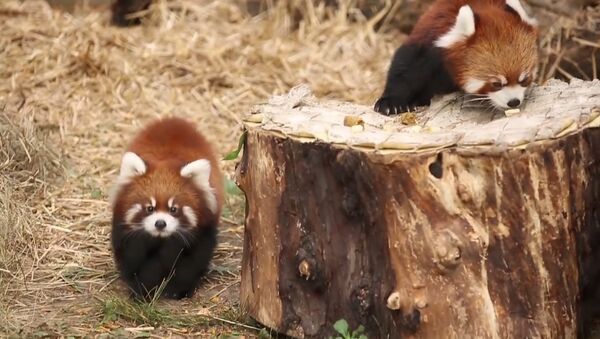 Red Panda Cubs on Exhibit at Lincoln Park Zoo - Sputnik International