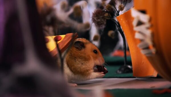 Tiny Hamster's Halloween - Sputnik International