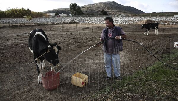 In this photo taken Sept. 30, 2015, Yannis Nafpliotis, a local livestock farmer pours water into a can at his farm on the Greek Aegean island of Naxos. - Sputnik International