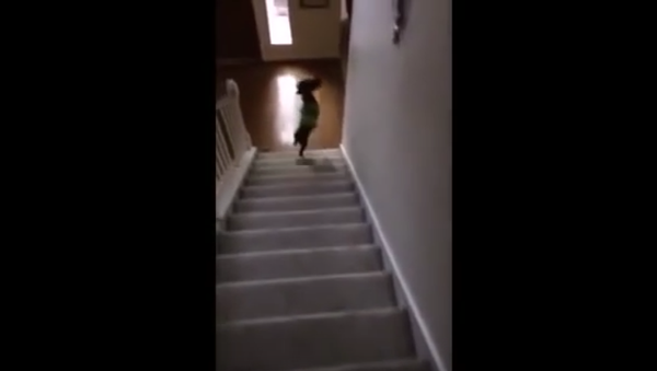 SPOOKED dog falls down stairs at tuba sound - Sputnik International