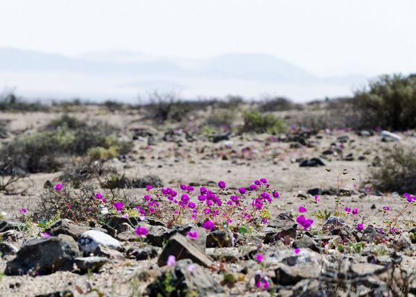 The flowering desert  is a climatic phenomenon that occurs in the Atacama Desert,  Chile - Sputnik International