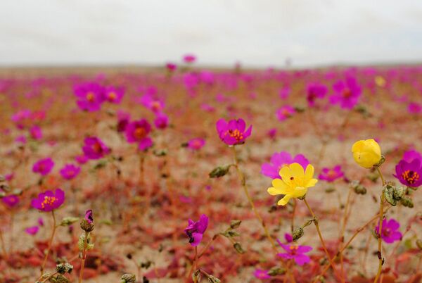  Atacama Desert - Sputnik International