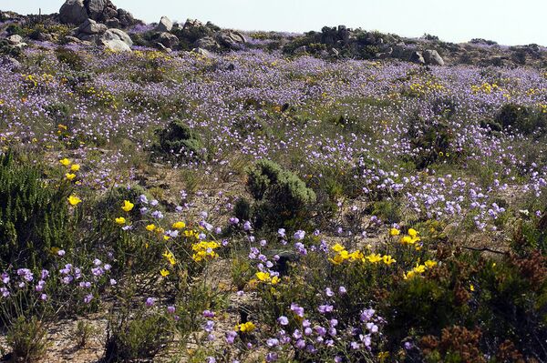 Atacama Desert - Sputnik International
