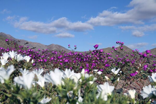 Flowers bloom at the Huasco region on the Atacama desert, some 600 km north of Santiago. (File) - Sputnik International