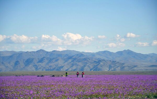 Flowers bloom at the Huasco region on the Atacama desert, some 600 km north of Santiago - Sputnik International