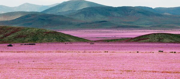 Against the Laws of Nature: How the Desert Blooms Against the Laws of Nature: How the Desert Blooms - Sputnik International