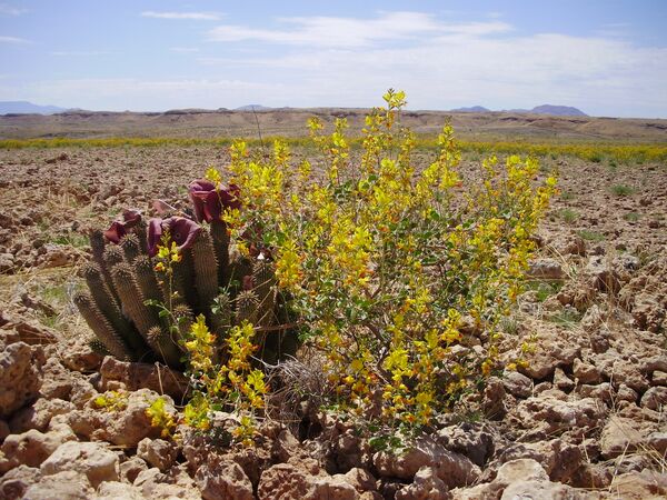Against the Laws of Nature: How the Desert Blooms - Sputnik International