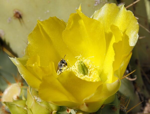 Against the Laws of Nature: How the Desert Blooms - Sputnik International