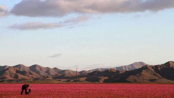 Flowers bloom at the Huasco region on the Atacama desert, some 600 km north of Santiago - Sputnik International