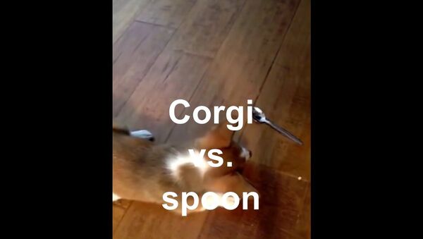 Baby corgi fights a spoon. - Sputnik International