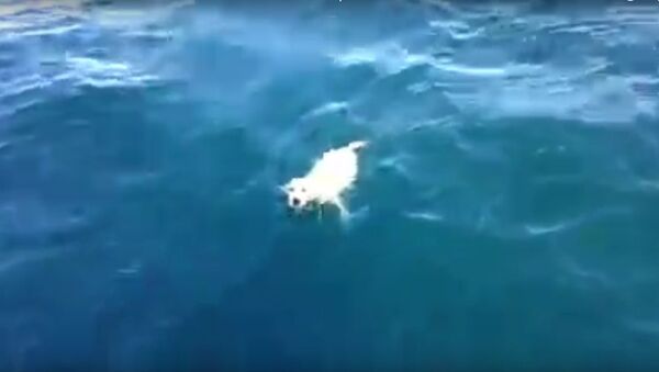 Tired puppy lost at sea - Sputnik International