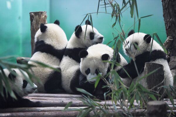 The image shows Pandas in Chengdu Research Base of Giant Panda Breeding, China - Sputnik International