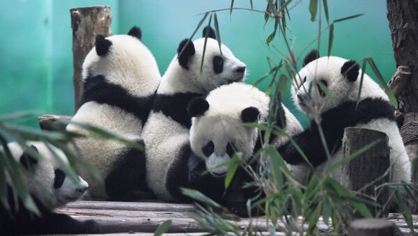 The image shows Pandas in Chengdu Research Base of Giant Panda Breeding, China - Sputnik International