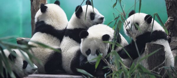 The image shows Pandas in Chengdu Research Base of Giant Panda Breeding, China The image shows Pandas in Chengdu Research Base of Giant Panda Breeding, China - Sputnik International