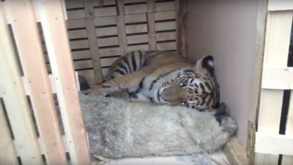 he tiger cub was rescued from a group of poachers and animal smugglers in Russia’s Far East - Sputnik International