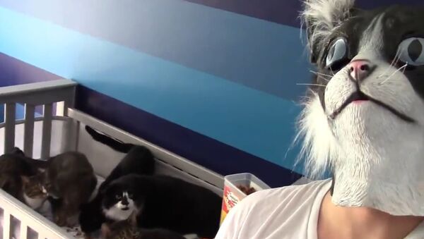 Man in Cat Mask Scares Cats - Sputnik International