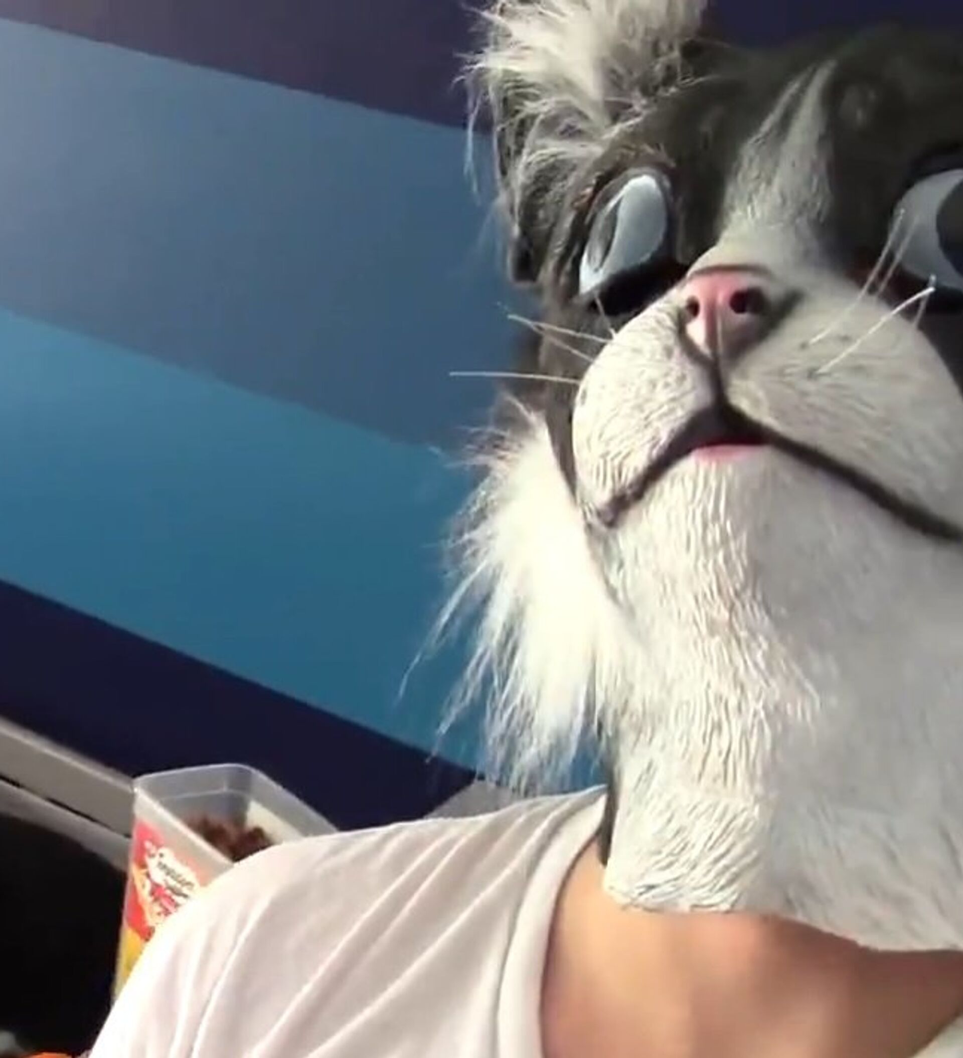 Late for Halloween Cats Terrified by Owner's Mask 08.11.2015