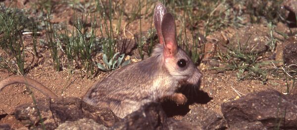 Gobi Jerboa - Sputnik International