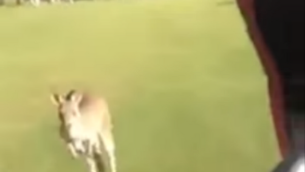 Huge Angry Kangaroo Chases Australian Golfers Off Course - Sputnik International
