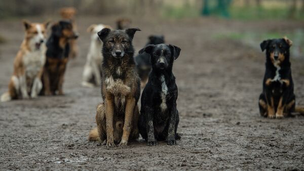 Serbian stray dogs - Sputnik International