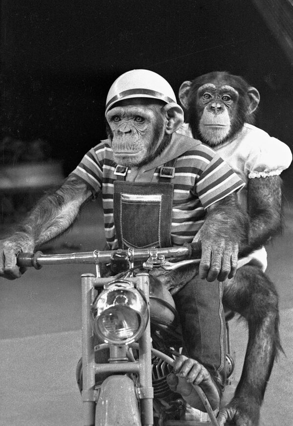 Need For Speed: 130 Years Ago First Iron Horse Hit the Streets - Sputnik International