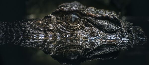 Lurking crocodile  - Sputnik International