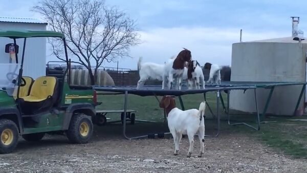 6 Goats Jumping on a Trampoline - Sputnik International