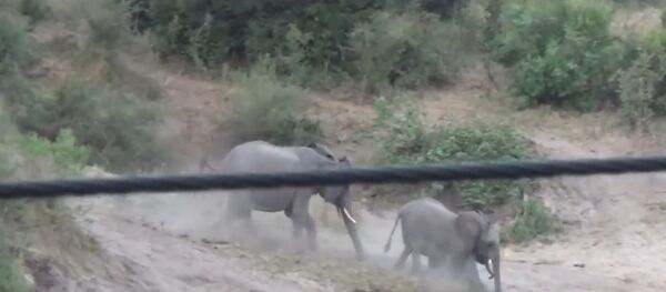 Baby Elephant Falls and Rolls Down a Hill Baby Elephant Falls and Rolls Down a Hill - Sputnik International