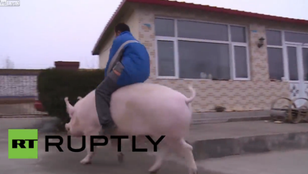 China: Hogzilla! See owner piggy-back MASSIVE pet sow like a horse - Sputnik International