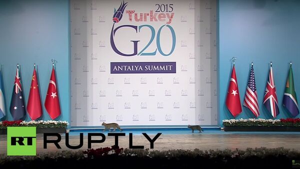 Turkey: Cats break through G20's tight security - Sputnik International