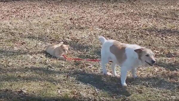 Cat Won't Let Dog off the Leash - Sputnik International