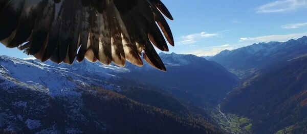 Aerial Kidnapping: Drone Stolen by Eagles Mid-Flight - Sputnik International