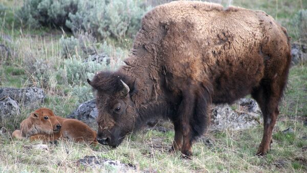 Bison with new calf. - Sputnik International