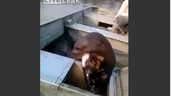Huge otter jump in the boat for a free meal - Sputnik International