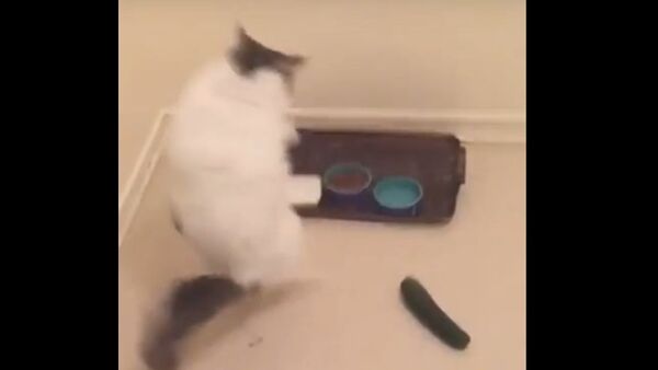 Unsuspecting cat freaked out by cucumber - Sputnik International