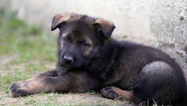 German Shepherd puppy - Sputnik International