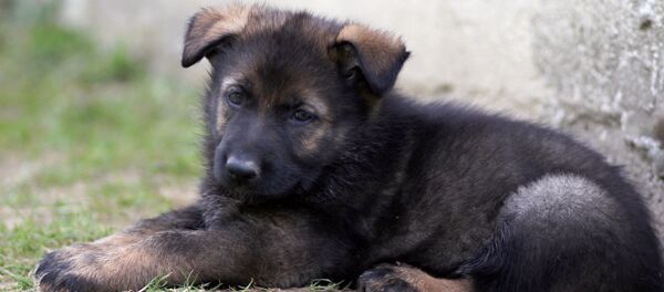 German Shepherd puppy German Shepherd puppy - Sputnik International