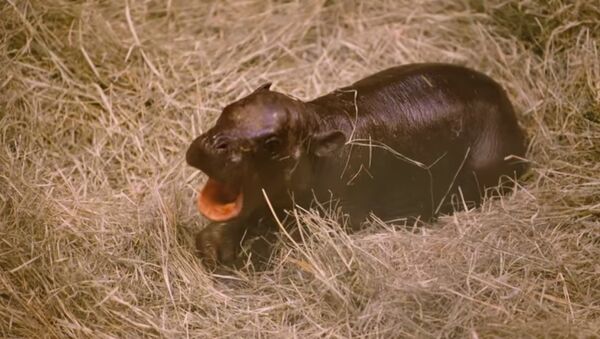 Pygmy Hippo Born at San Diego Zoo - Sputnik International
