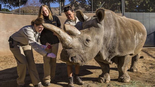 A northern white rhino named Nola receives a veterinary exam from associate veterinarian Meredith Clancy (L) as keepers Kim Millspaugh and Mike Veale (R) assist at the San Diego Zoo Safari Park in California in this December 29, 2014 file photo - Sputnik International