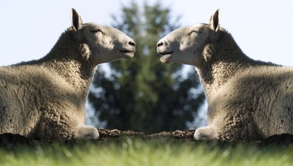 Сloned sheep - Sputnik International