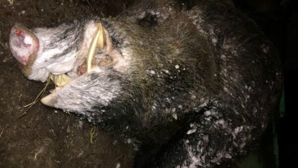 A picture of the boar caught by Peter Maksimov - Sputnik International