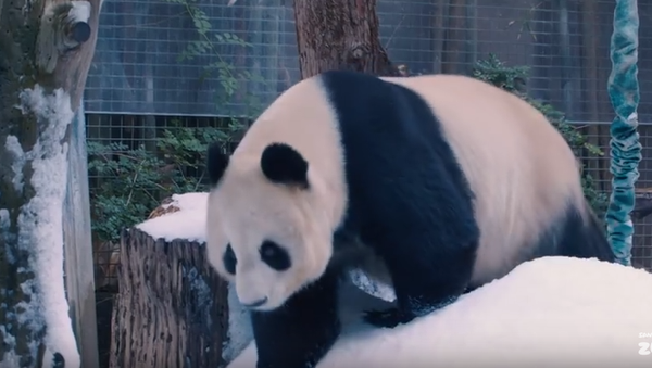 Panda Snow Day - Sputnik International
