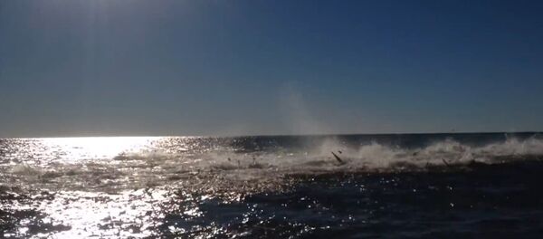 Shark Feeding Frenzy Off Florida Coast - Sputnik International